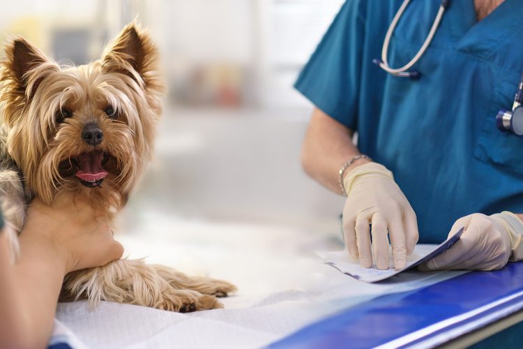 small dog at the reception at the veterinarian. Image of dog on the operating table and doctor in a veterinary clinic. Animal clinic. Pet check up. Health care